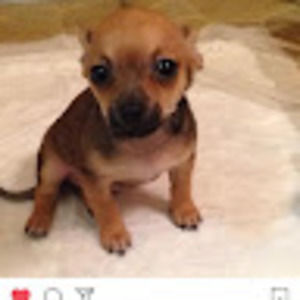 Meet your Posher, Victoria